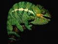 Foto: chamaeleon