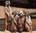 Foto: Steppes